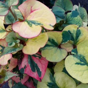 Houttuynia cordata 'Pied Piper'