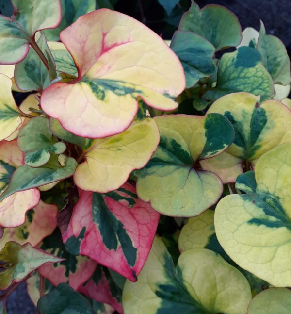 Houttynia Pied Piper Houttuynia cordata 'Pied Piper'