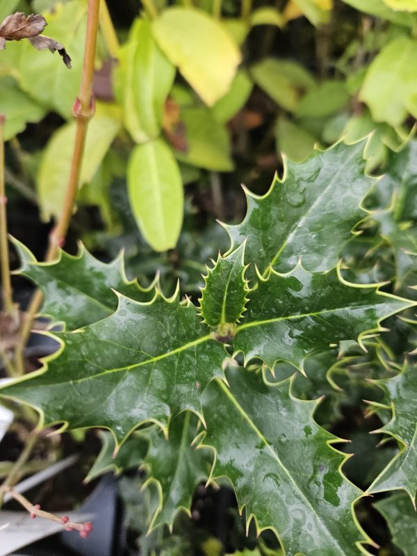 Ilex aquifolium Common Holly 10 Litre Ilex aquifolium Common Holly 10 Litre