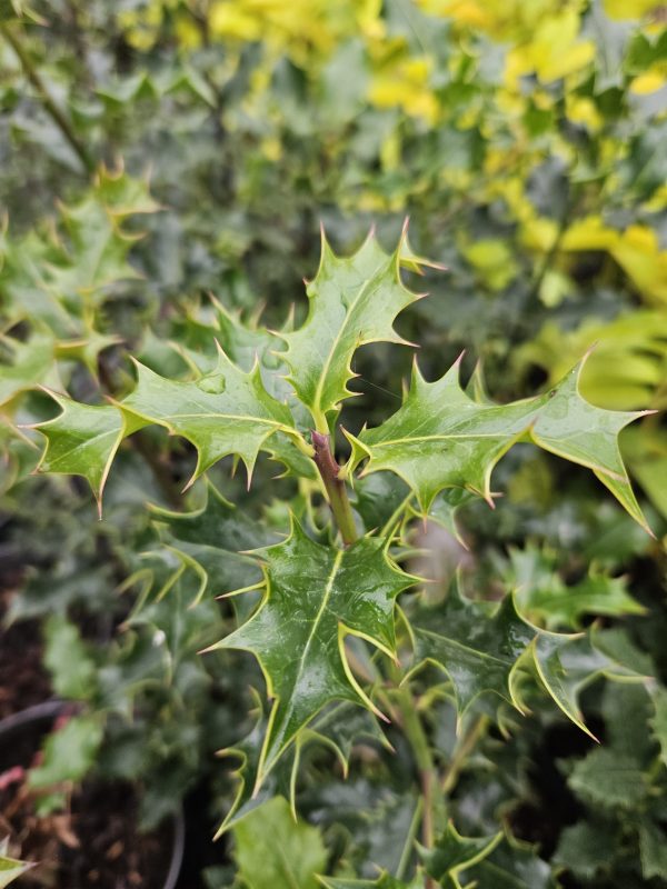 Ilex aquifolium Common Holly 10 Litre 3 Ilex aquifolium Common Holly 10 Litre