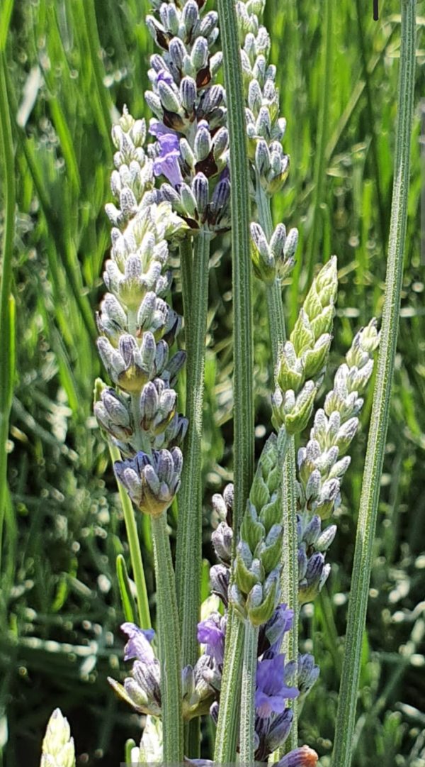 Lavender x intermedia 'Provence'