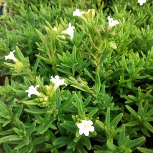 Lithodora diffusa 'Alba'