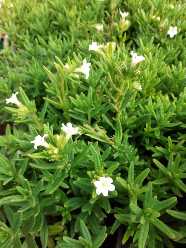 Lithodora diff Alba Lithodora diffusa 'Alba'