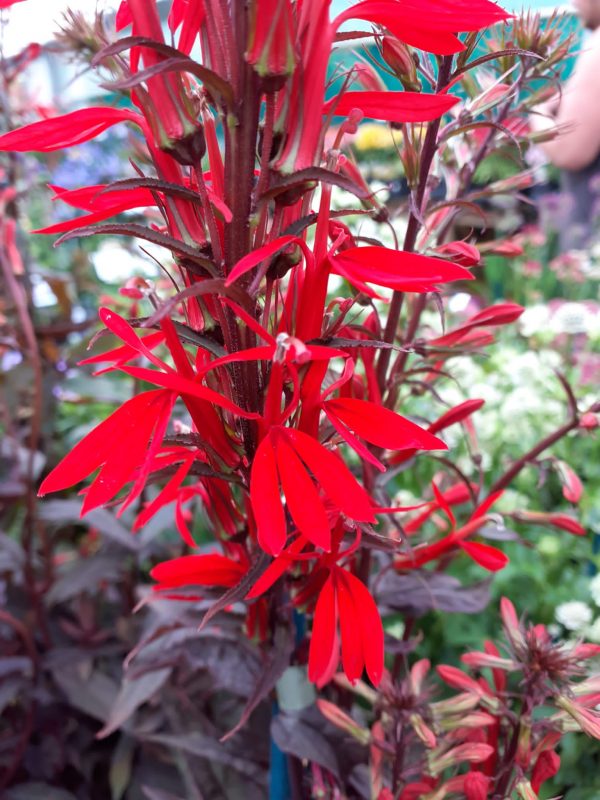 Lobelia card Chocolate Truffles 2