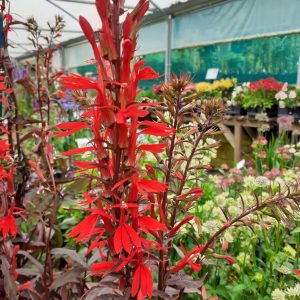 Lobelia cardinalis 'Chocolate Truffles'