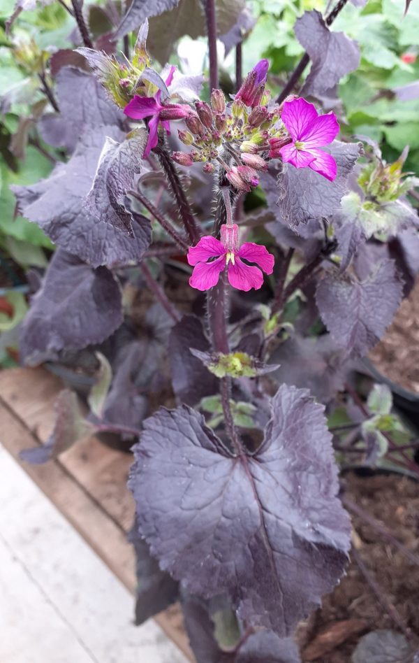 Lunaria annua Chedglow4 WEB