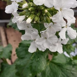 Lunaria annua var. alba