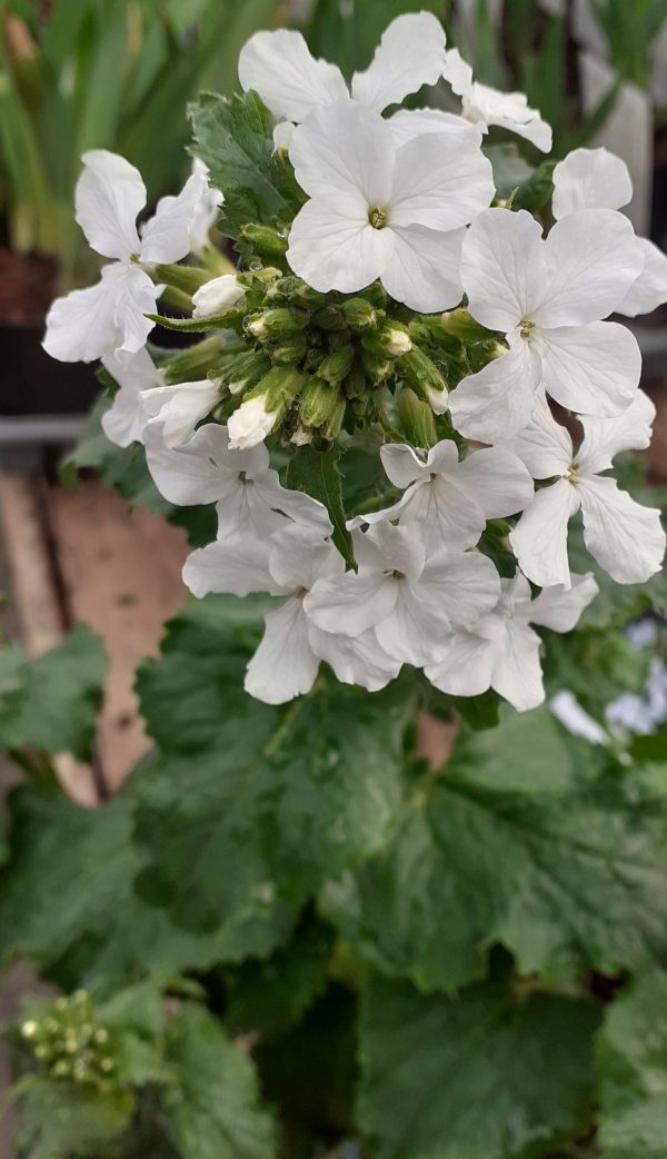 Lunaria annua var alba WEB Lunaria annua var. alba
