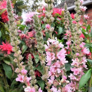 Lythrum salicaria 'Blush'
