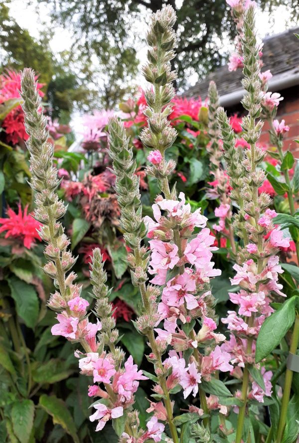 Lythrum salicaria 'Blush'
