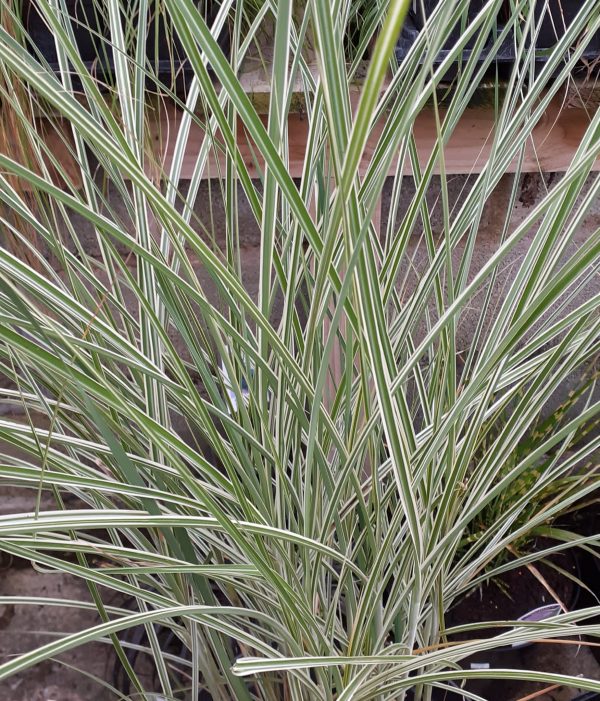 Miscanthus sin Morning Light 2