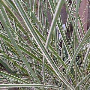 Miscanthus sinensis 'Morning Light'