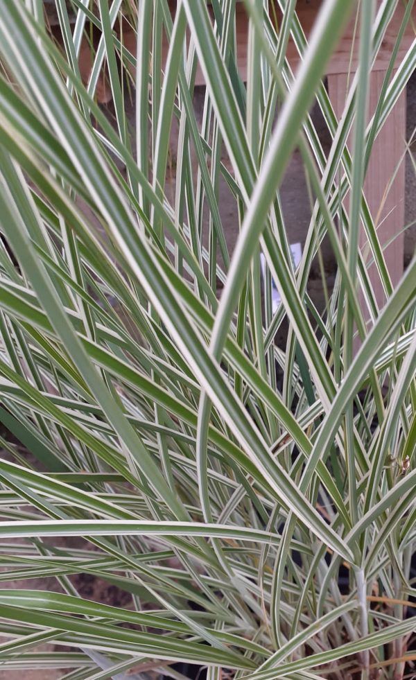 Miscanthus sin Morning Light Miscanthus sinensis 'Morning Light'