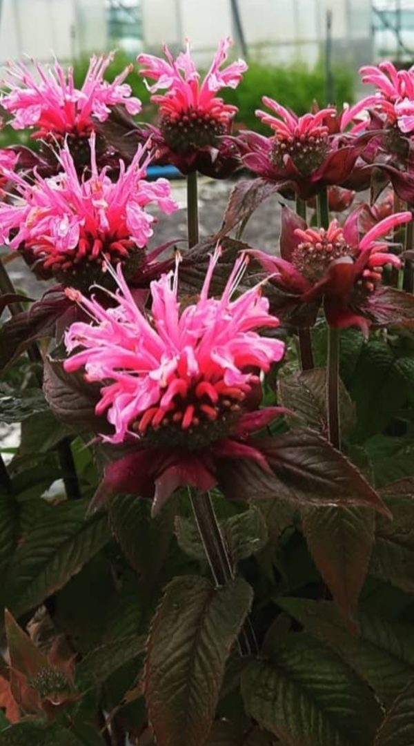 Monarda 'Bubblegum Blast'