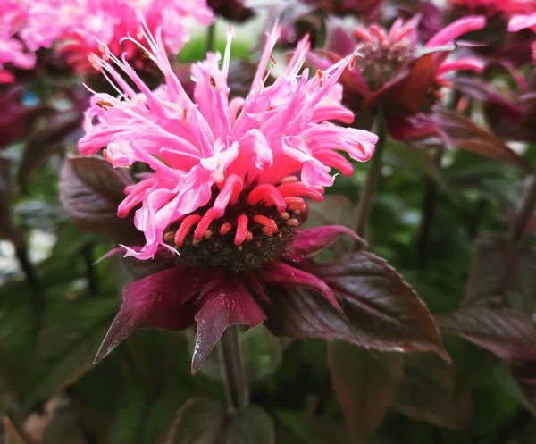 Monarda 'Bubblegum Blast' Monarda 'Bubblegum Blast'