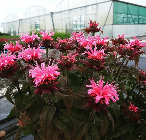 Monarda 'Bubblegum Blast'2 Monarda 'Bubblegum Blast'