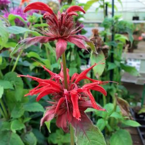 Monarda 'Gardenview Scarlet'