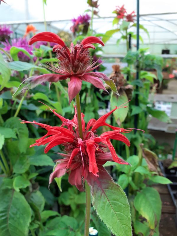 Monarda Garden View Scarlet Monarda 'Gardenview Scarlet'