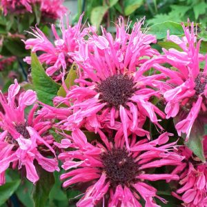 Monarda 'Pink Lace'