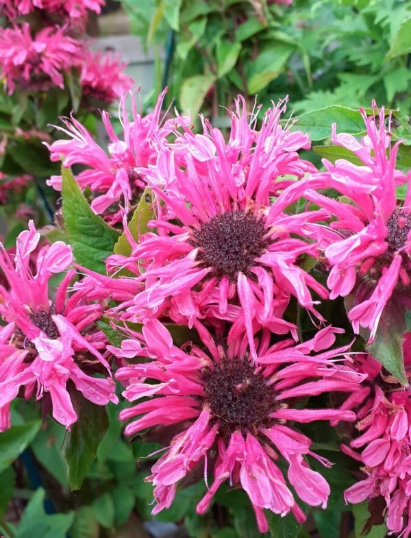 Monarda Pink Lace Monarda 'Pink Lace'