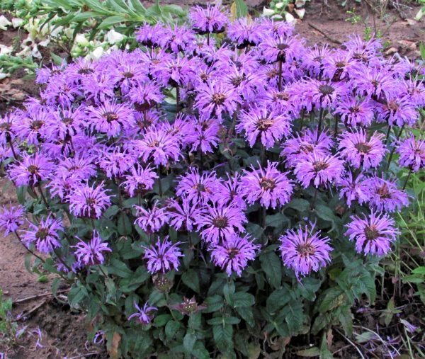 Monarda didyma Blue Moon ALKE WEB