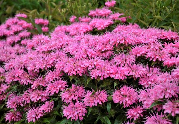 Monarda didyma Bubblegum Blast ALKE WEB Monarda 'Bubblegum Blast'