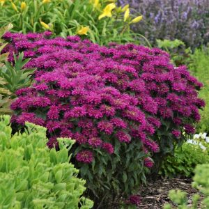Monarda didyma 'Grape Gumball'