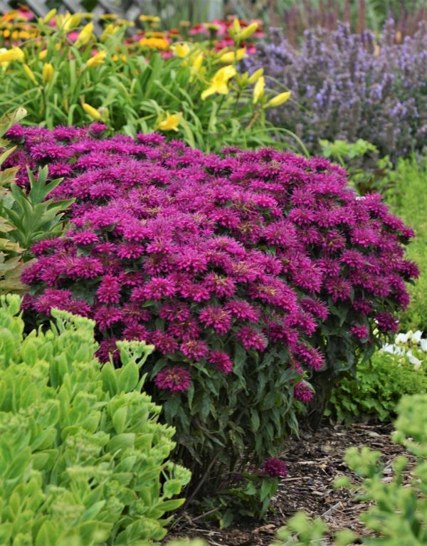 Monarda didyma Grape Gumball ALKE WEB Monarda didyma 'Grape Gumball'