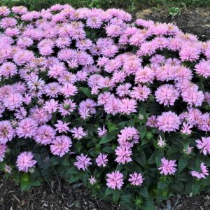 Monarda didyma 'Pink Frosting'