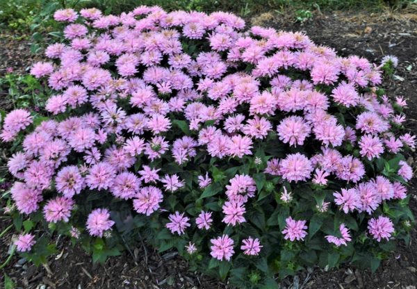 Monarda didyma Pink Frosting ALKE WEB Monarda didyma 'Pink Frosting'