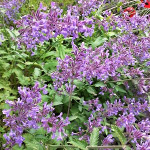 Nepeta x faassenii 'Junior Walker'
