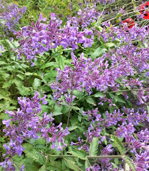 Nepeta x faassenii Junior Walker2 WEB Nepeta x faassenii 'Junior Walker'