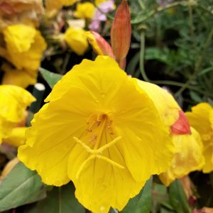 Oenothera 'Crown Imperial'