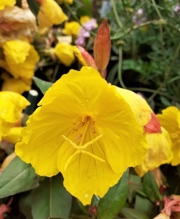 Oenothera Crown Imperial WEB Oenothera 'Crown Imperial'