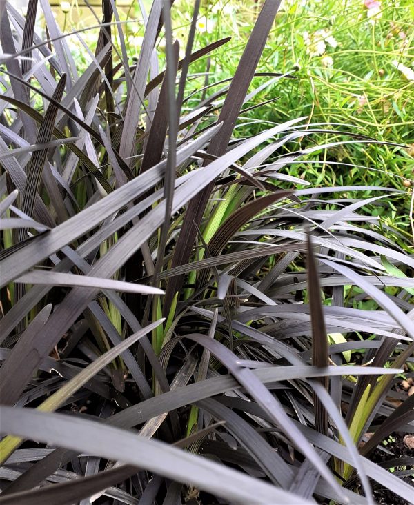 Ophiopogon planiscapus Nigrescens3 WEB