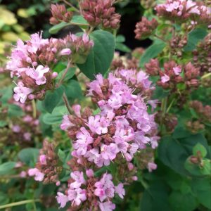 Origanum 'Rosenkuppel'