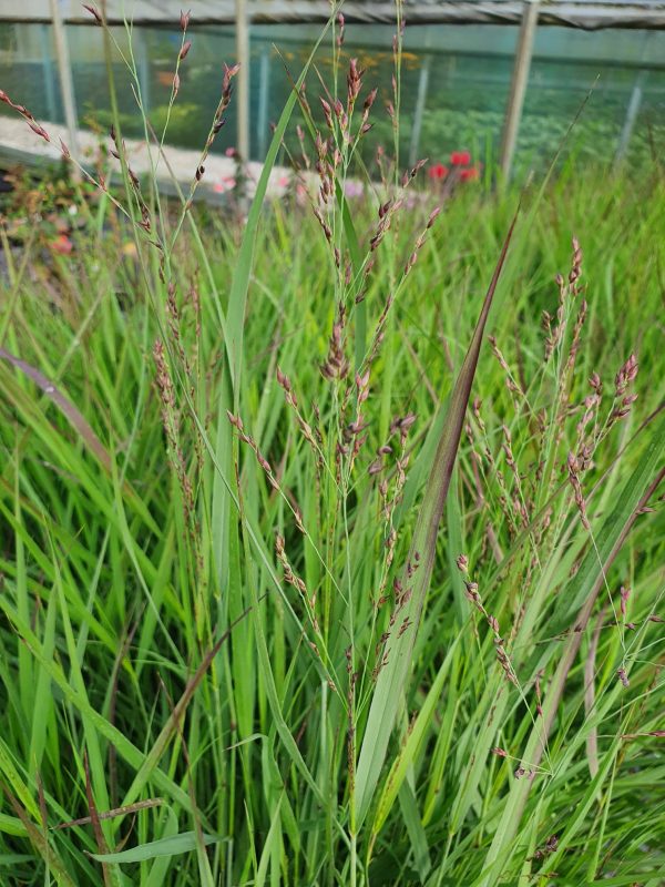 Panicum virgatum 'Cheyenne Sky' 2
