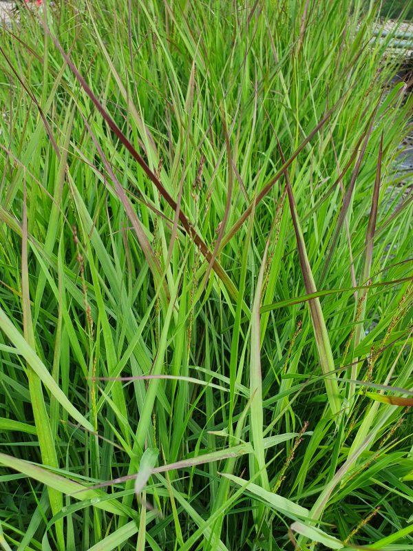 Panicum virgatum 'Cheyenne Sky' 3