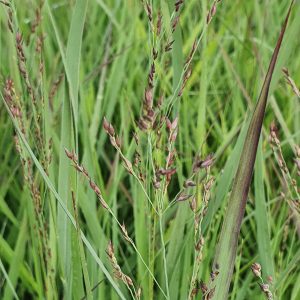 Panicum virgatum 'Cheyenne Sky'