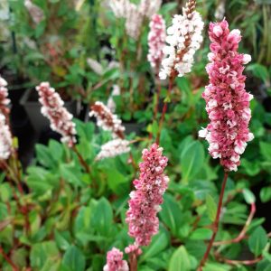 Persicaria affinis 'Donald Lowndes'