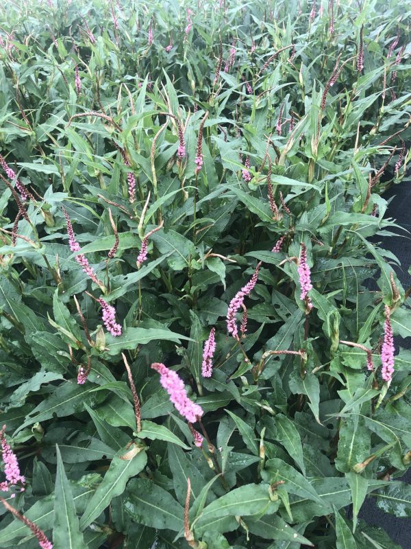 Persicaria 'Pink Elephant 3