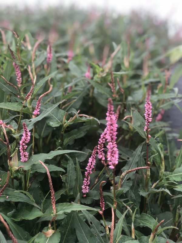 Persicaria 'Pink Elephant 4