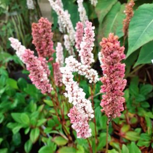 Persicaria affinis 'Darjeeling Red'