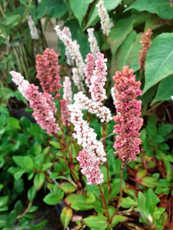 Persicaria affinis Darjeeling Red' Persicaria affinis 'Darjeeling Red'