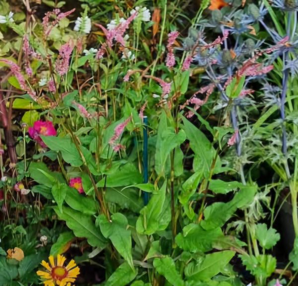 Persicaria amplexicaulis 'Pink Elephant' Persicaria amplexicaulis 'Pink Elephant'