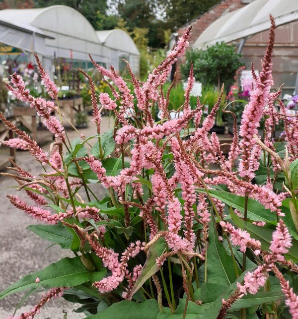 Persicaria_amplexicaulis_Pink_Elephant_WEB