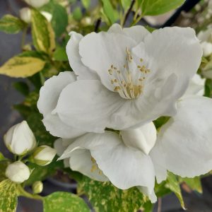 Philadelphus 'Innocence'