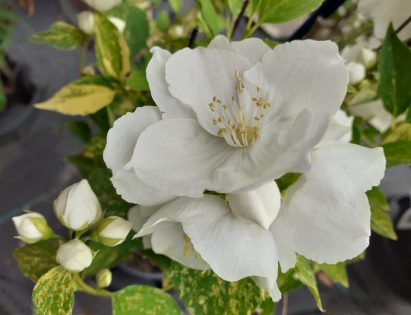 Philadelphus 'Innocence'