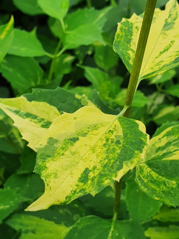 Philadelphus 'Innocence'