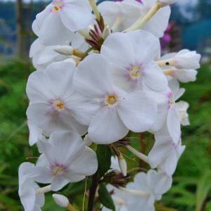 Phlox maculata 'Delta'